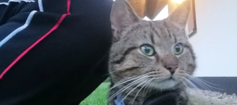 PAJ stories Cat Lucky-Kater