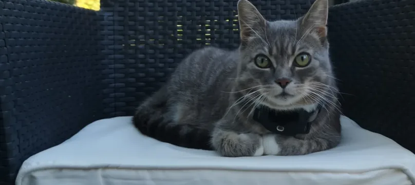 PAJ stories Cat