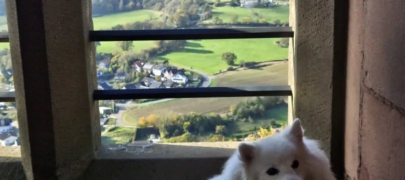 PAJ stories Dog