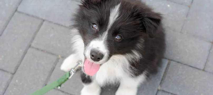 PAJ stories Dog