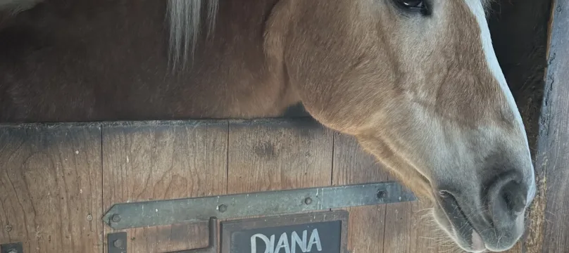 PAJ-stories-Horse