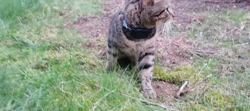 PAJ stories Lucky-Kater