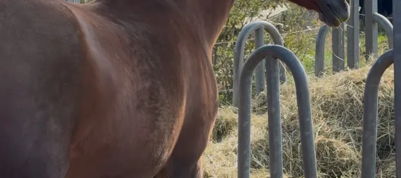 PAJ stories horse